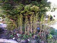 Osmunda Regalis (fam Osmondacees) (2) (Photo F. Mrugala)